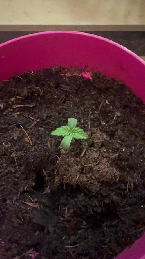 Outdoor Grow NL & Apple  Fritter. Week 1