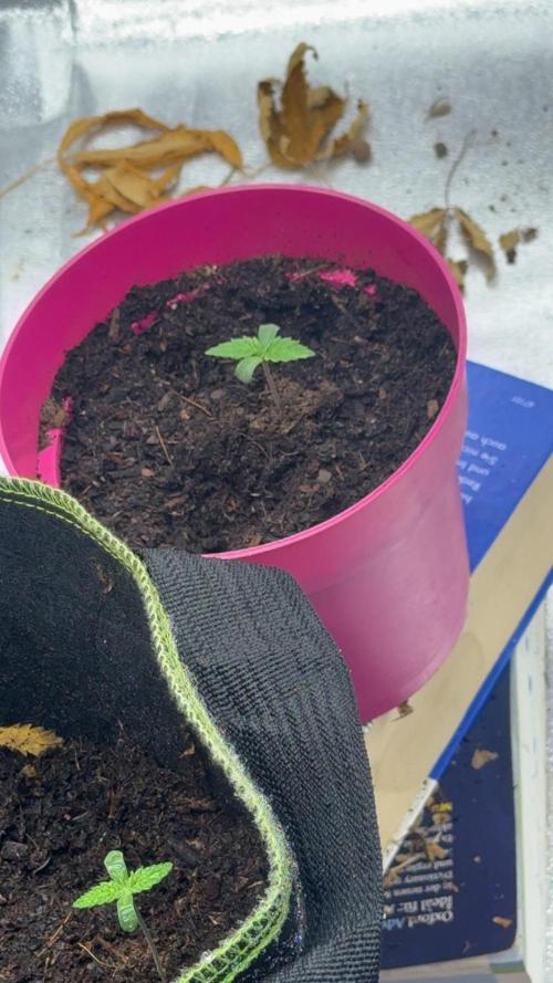 Outdoor Grow NL & Apple  Fritter. Week 1