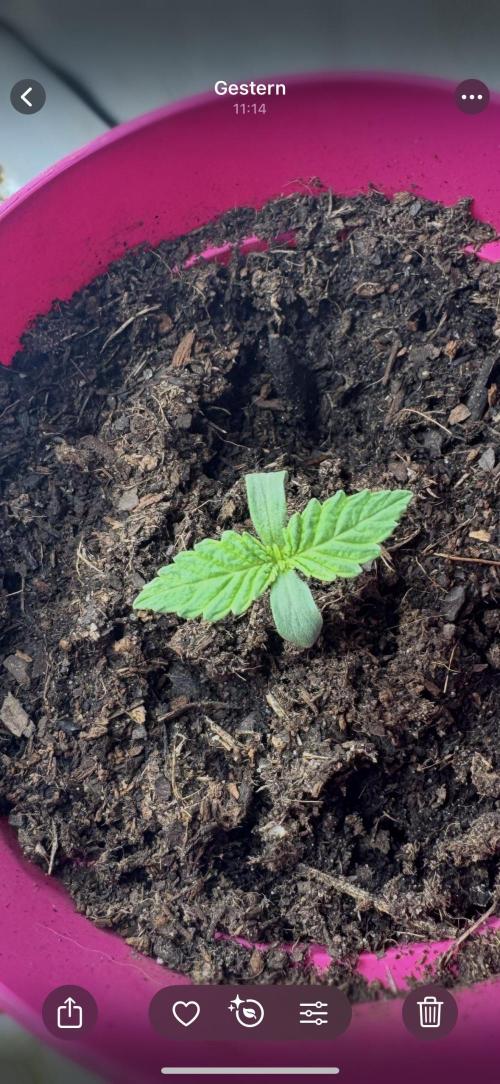 Outdoor Grow NL & Apple  Fritter. Week 1