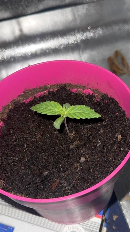 Outdoor Grow NL & Apple  Fritter. Week 1