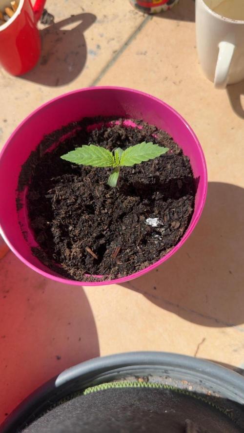 Outdoor Grow NL & Apple  Fritter. Week 1