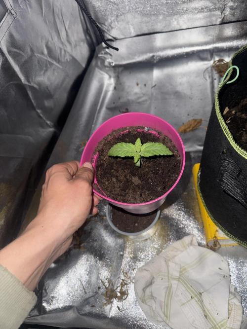 Outdoor Grow NL & Apple  Fritter. Week 1