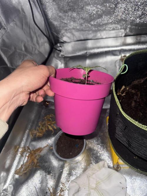 Outdoor Grow NL & Apple  Fritter. Week 1