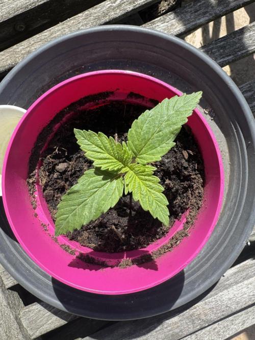 Outdoor Grow NL & Apple  Fritter. Week 2 - Day 8