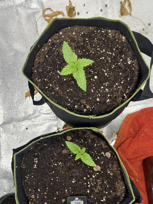 Outdoor Grow NL & Apple  Fritter. Week 2 - End of Day 8.
3 Gallon Pots
NL is on top
Second is Apple Fritter