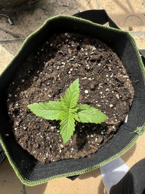 Outdoor Grow NL & Apple  Fritter. Week 2