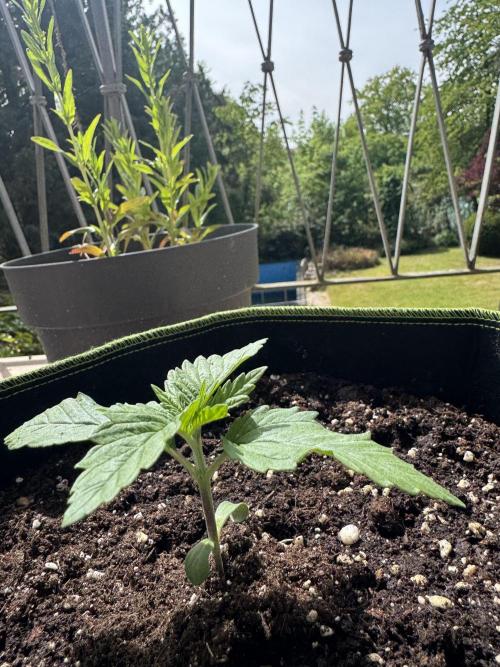 Outdoor Grow NL & Apple  Fritter. Week 2
