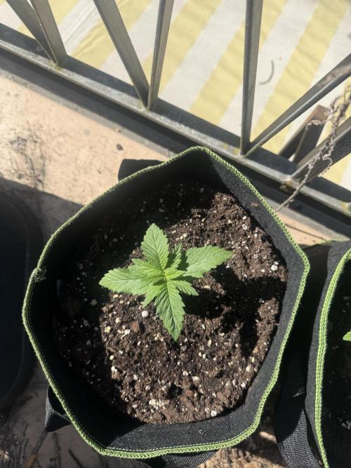 Outdoor Grow NL & Apple  Fritter. Week 2