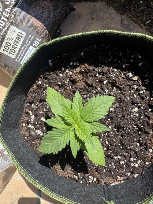 Outdoor Grow NL & Apple  Fritter. Week 2