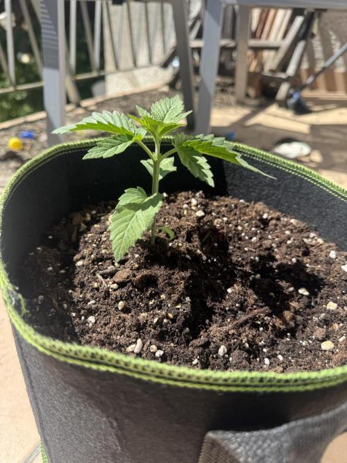 Outdoor Grow NL & Apple  Fritter. Week 2