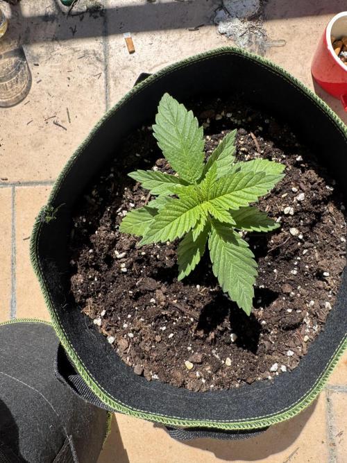 Outdoor Grow NL & Apple  Fritter. Week 2