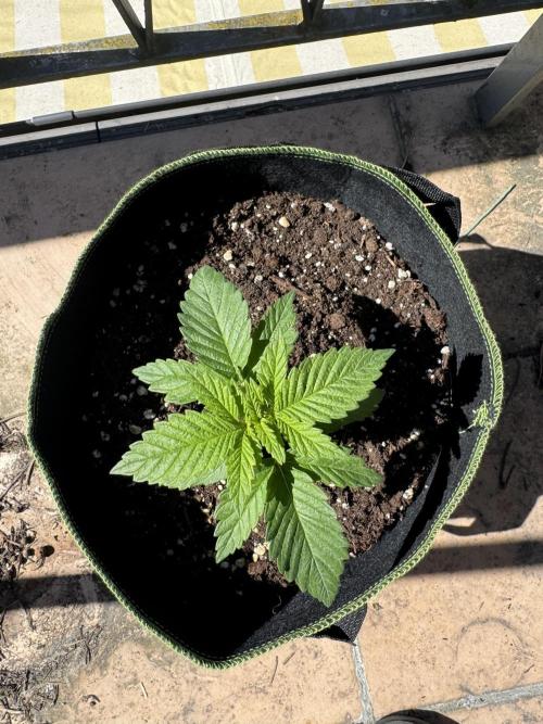 Outdoor Grow NL & Apple  Fritter. Week 2