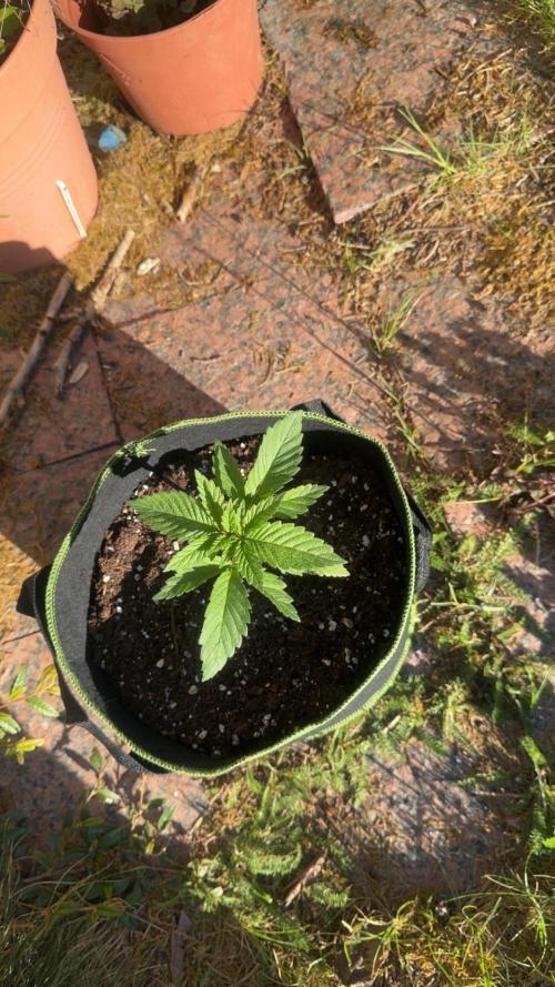 Outdoor Grow NL & Apple  Fritter. Week 2