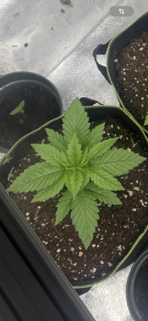 Outdoor Grow NL & Apple  Fritter. Week 3