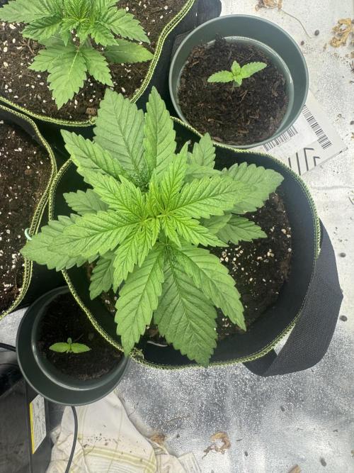 Outdoor Grow NL & Apple  Fritter. Week 3
