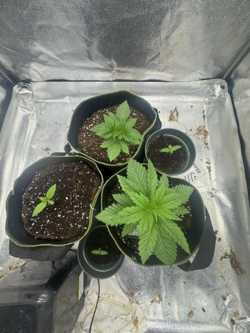 Outdoor Grow NL & Apple  Fritter. Week 3