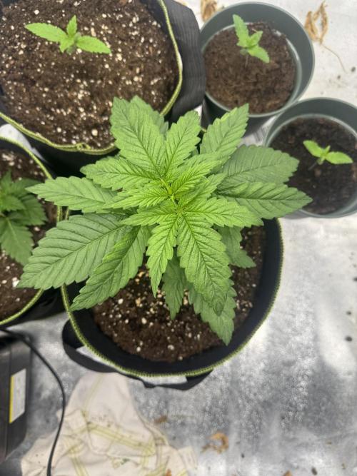 Outdoor Grow NL & Apple  Fritter. Week 3