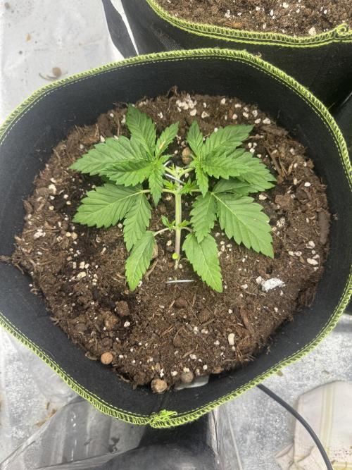 Outdoor Grow NL & Apple  Fritter. Week 3