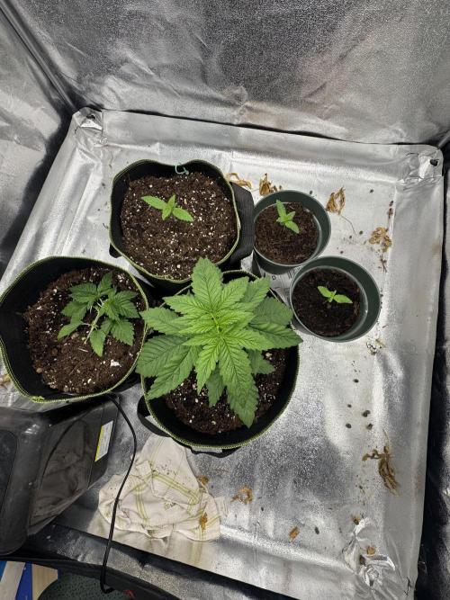 Outdoor Grow NL & Apple  Fritter. Week 3