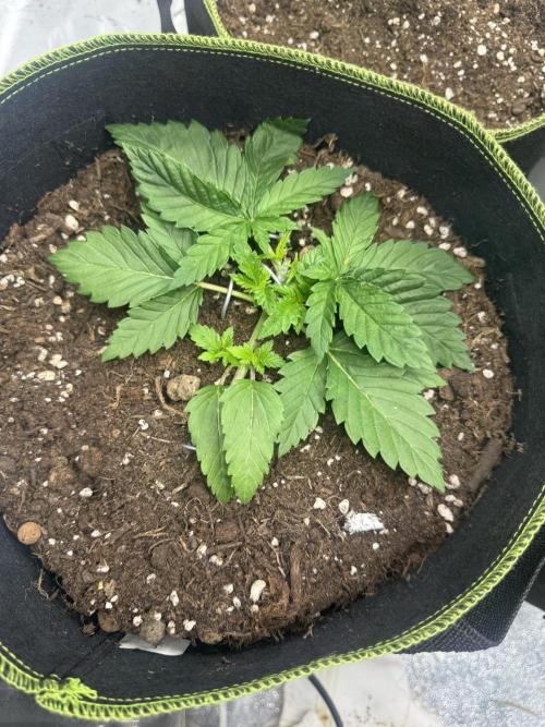 Outdoor Grow NL & Apple  Fritter. Week 3