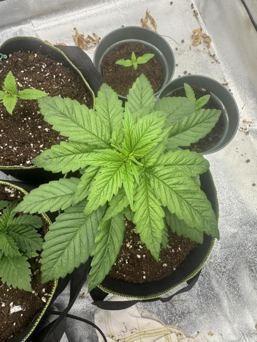 Outdoor Grow NL & Apple  Fritter. Week 3