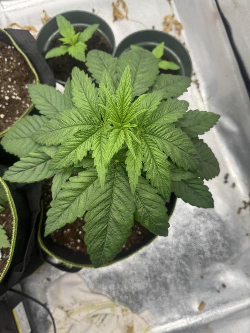 Outdoor Grow NL & Apple  Fritter. Week 3