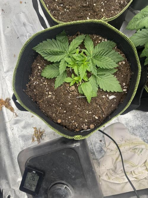 Outdoor Grow NL & Apple  Fritter. Week 3