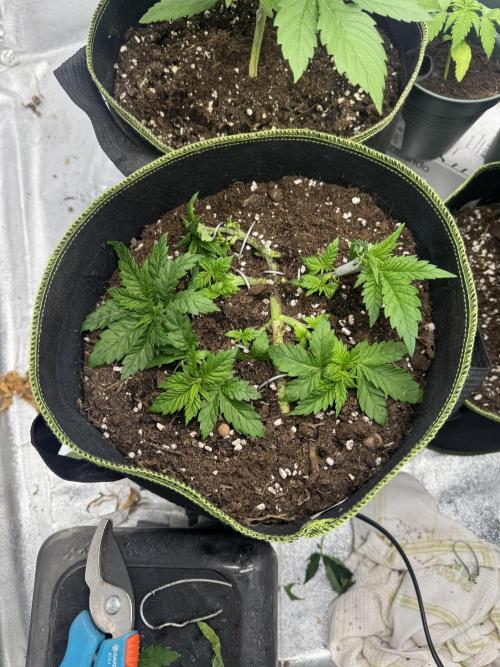 Outdoor Grow NL & Apple  Fritter. Week 4