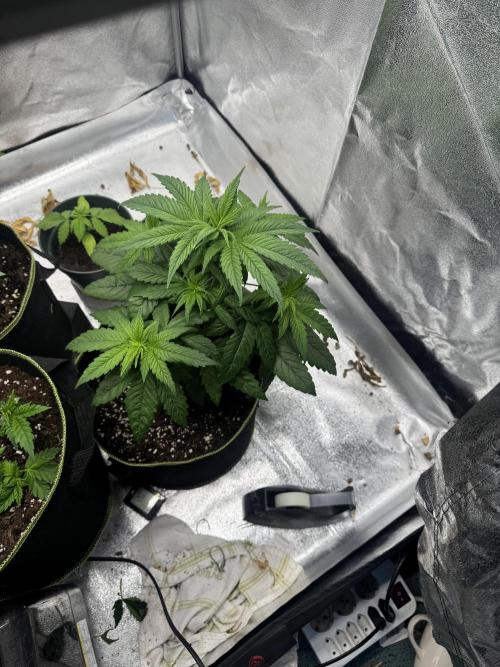 Outdoor Grow NL & Apple  Fritter. Week 4