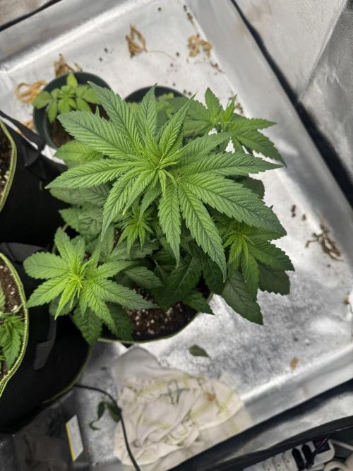 Outdoor Grow NL & Apple  Fritter. Week 4
