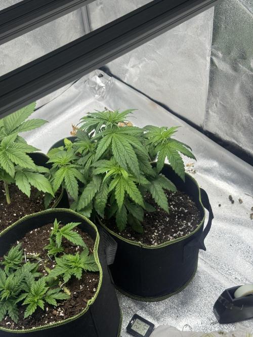 Outdoor Grow NL & Apple  Fritter. Week 4