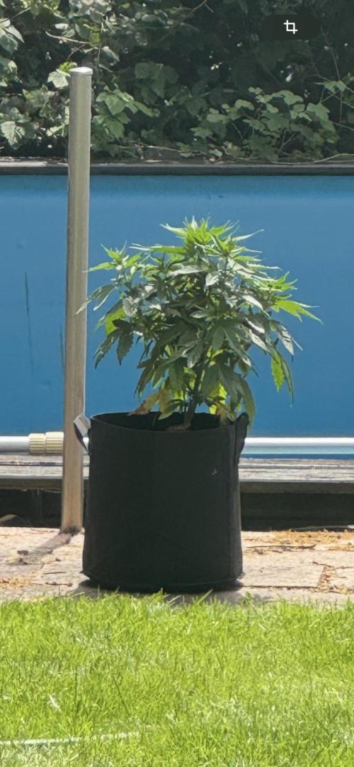 Outdoor Grow NL & Apple  Fritter. Week 5