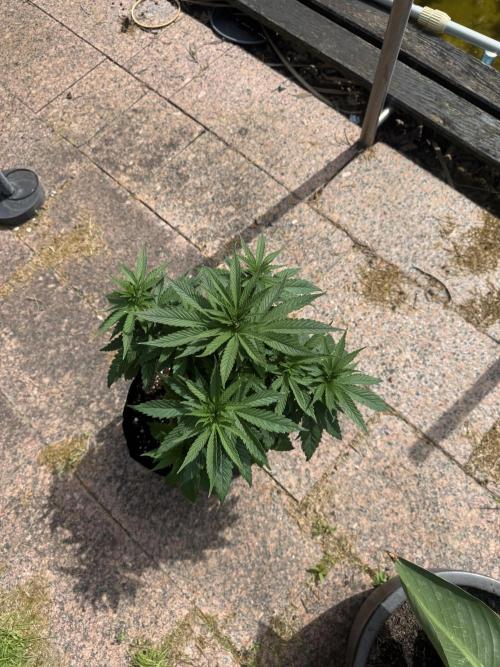 Outdoor Grow NL & Apple  Fritter. Week 5