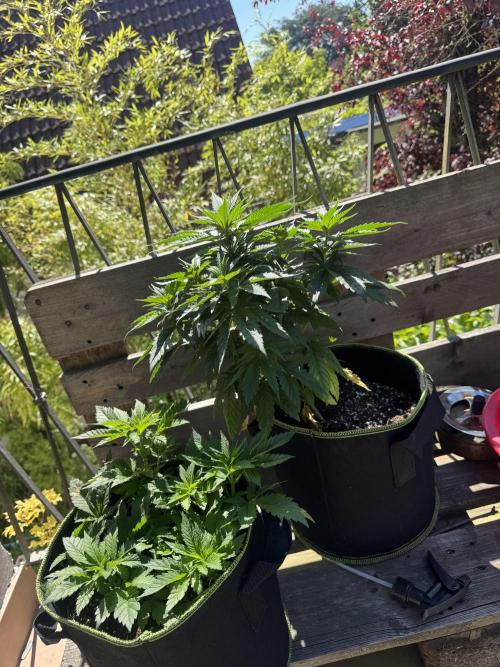 Outdoor Grow NL & Apple  Fritter. Week 5