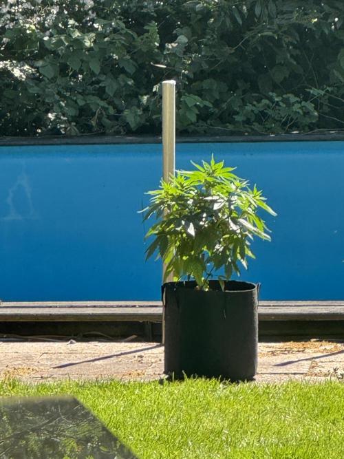 Outdoor Grow NL & Apple  Fritter. Week 6
