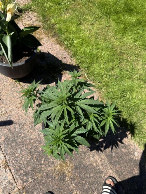 Outdoor Grow NL & Apple  Fritter. Week 6