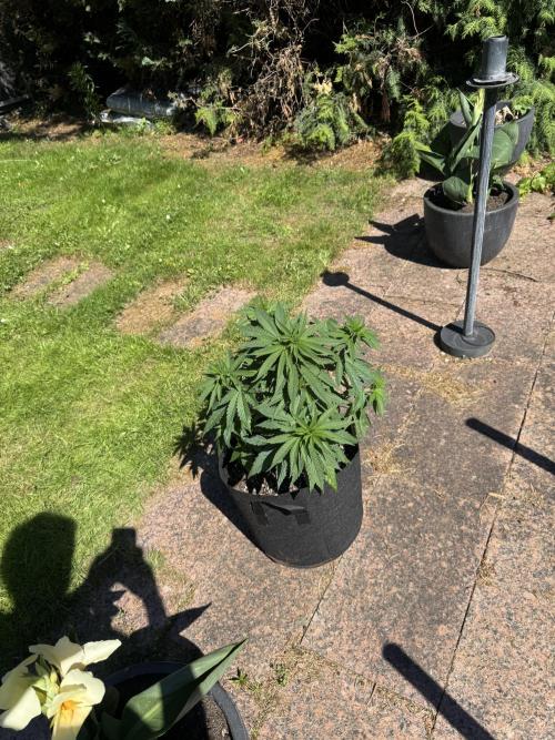 Outdoor Grow NL & Apple  Fritter. Week 6