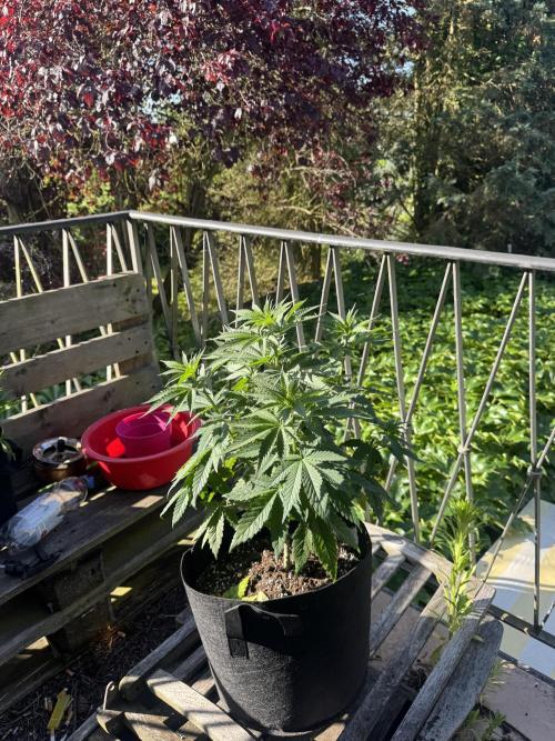 Outdoor Grow NL & Apple  Fritter. Week 6