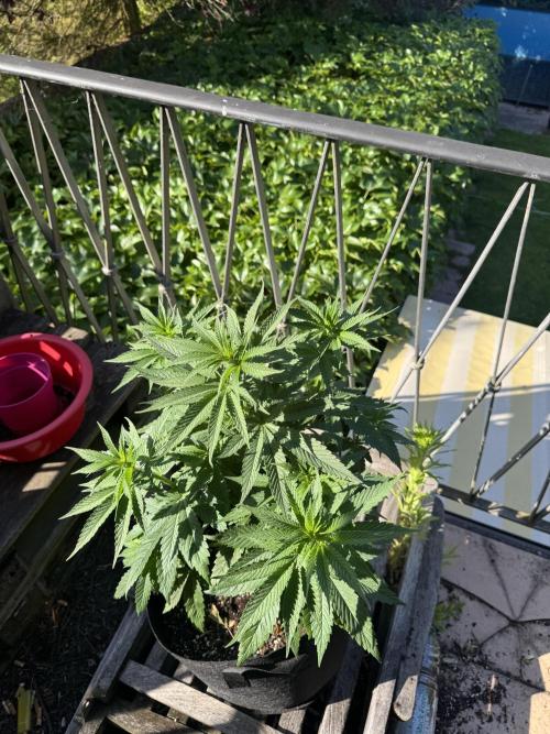 Outdoor Grow NL & Apple  Fritter. Week 6
