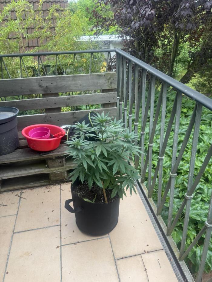 Outdoor Grow NL & Apple  Fritter. Week 7