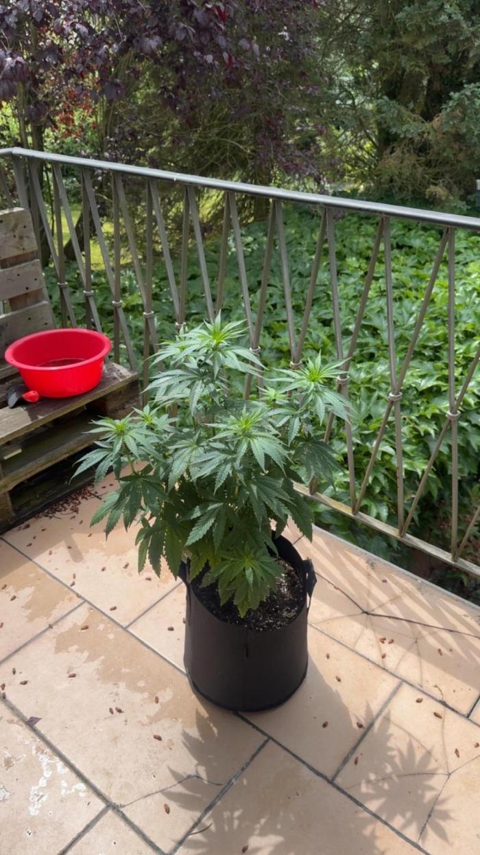 Outdoor Grow NL & Apple  Fritter. Week 8 - 07.06.2026 end of week 8. only a couple hours of sun the last days
