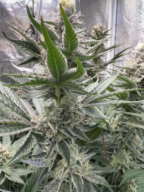 Super Boof + Trainwreck  (Coco organic)