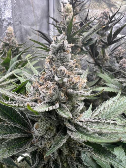 Super Boof + Trainwreck  (Coco organic). Week 12