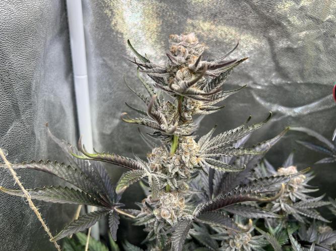 Super Boof + Trainwreck  (Coco organic). Week 12