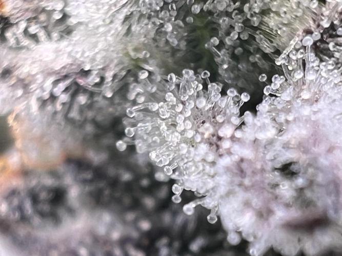 Super Boof + Trainwreck  (Coco organic). Week 12