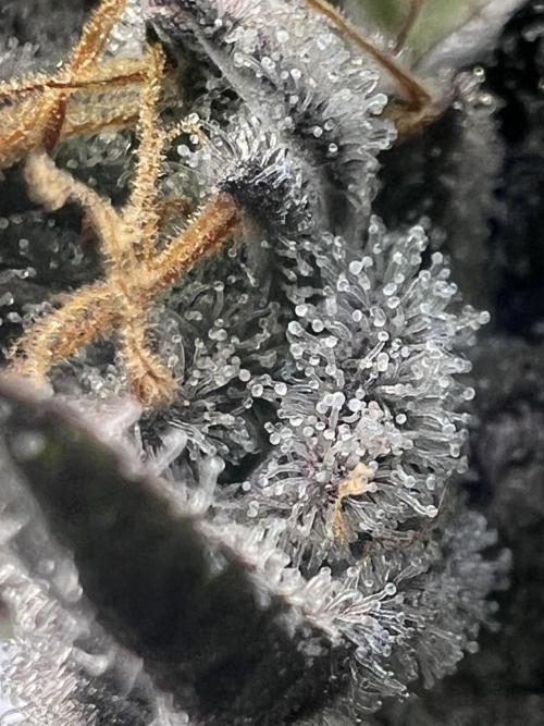 Super Boof + Trainwreck  (Coco organic). Week 12