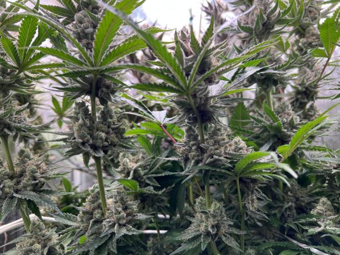 Super Boof + Trainwreck  (Coco organic). Week 13