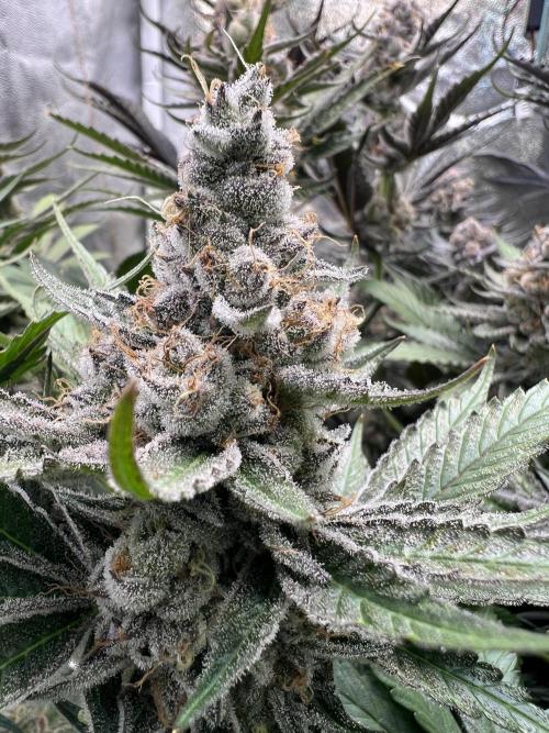 Super Boof + Trainwreck  (Coco organic). Week 13