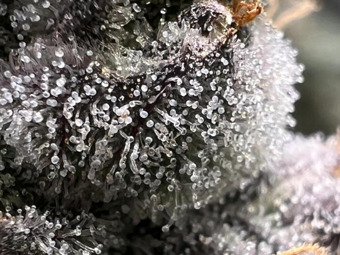 Super Boof + Trainwreck  (Coco organic). Week 13