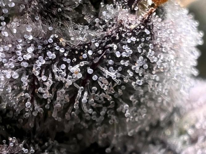 Super Boof + Trainwreck  (Coco organic). Week 13